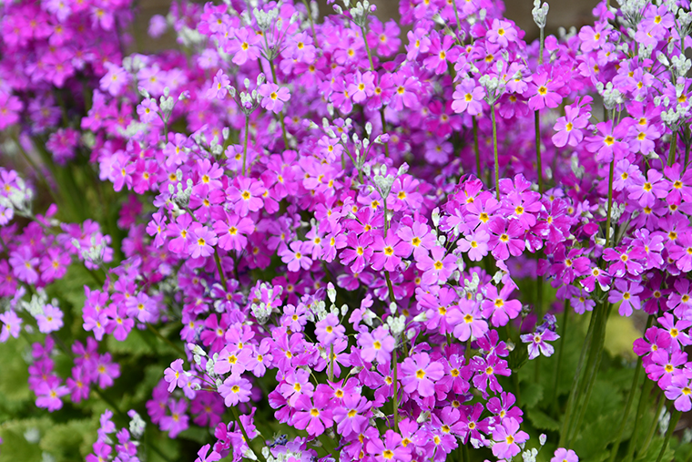 春に咲く可憐な花 サクラソウの魅力に迫ります Lafem Garden