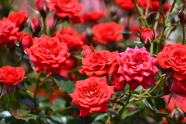 日本生まれの可愛いバラ 紅姫 べにひめ とは Lafem Garden