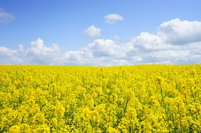 春を彩る黄色い絨毯・菜の花の魅力をご紹介！