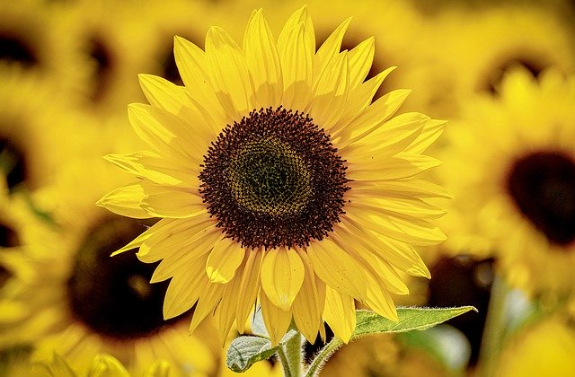 太陽の花・ひまわりの花言葉や気になる情報をご紹介！